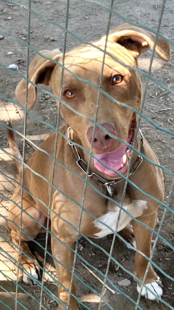Zoro, splendido simil Pitbull Red Nose Foto 4